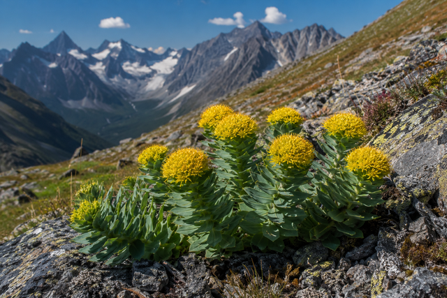 Rhodiola Rosea (150 mg)